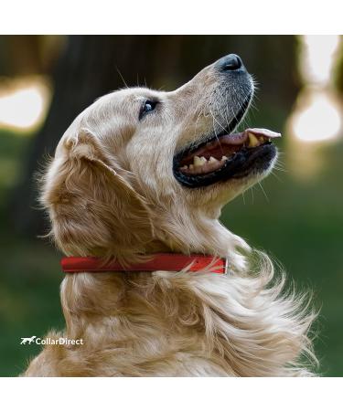 Collardirect Handmade Round Leather Dog Collar - Soft Padded Adjustable for Small & Large Pets | Available in Black Pink Red Purple Blue | 40-45 cm - Buy Online on GoSupps.com