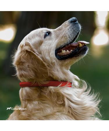 Collardirect Handmade Round Leather Dog Collar - Soft Padded Real Leather for Small & Big Dogs - Available in Black Pink Red Purple Blue (15-18 cm) - Buy Online on GoSupps.com