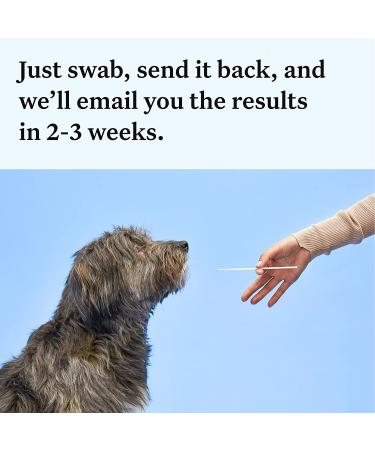 Wisdom Panel Essential Dog DNA Test Kit: Accurate Breed ID, Ancestry & Health | 25+ Conditions | Traits | Relatives - 1 Pack - Buy Online on GoSupps.com