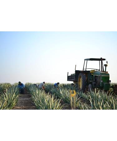 Pure organic aloe vera gel - Buy Online on GoSupps.com