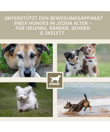 Dogs MSM 150Gr Joint Powder Dog with Glucosamine Chondroitin Vitamins CD K3 Calcium I for Joints & Joint Function for Joints I Joint Care MSM Powder - Buy Online on GoSupps.com