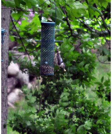 Buy C&S Wild Bird Food Nuggets - 27 Oz, 6 Pack | Premium Bird Feed for Your Feathered Friends - Buy Online on GoSupps.com
