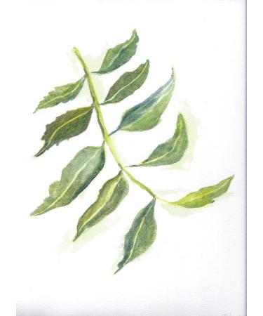 Maui Medicinal Herbs NEEM Leaf 90 Veggie Capsules - 450mg per Capsule *Certified Organically Grown* - Buy Online on GoSupps.com