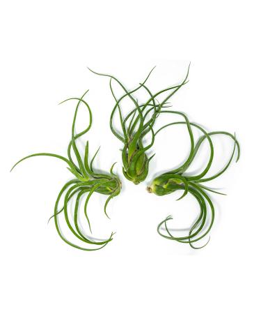 3 Giant Tillandsia Caput Medusae Air Plants - 6 to 8 inch - Live House Plants for Sale - Indoor Terrarium Air Plant