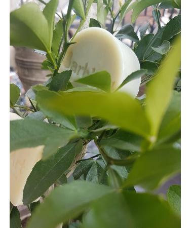  Barb'Art Barb'Art - Solid Shampoo - Normal or Oily Hair - Organic Castor Oil and Rosemary - Men - Buy Online on GoSupps.com