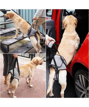 Dotoner Dog Lifting Harness Soft Support Loop for Injured Dogs | Adjustable Dog Food Dishes for Hind Legs | Size M (Gray) | Ideal for Small Medium & Large Pets - Buy Online on GoSupps.com