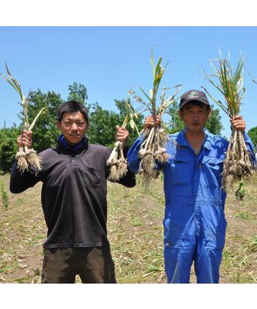 Momiki Black Garlic Katsuo Kombu Shiitake Sauce 180g - Authentic Japanese Flavor - Buy Online on GoSupps.com