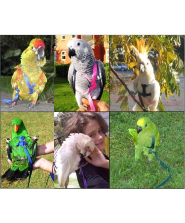 Aviator Bird Harness & Leash USA Made Parrot & Bird Flight Gear in Green - Buy Online on GoSupps.com