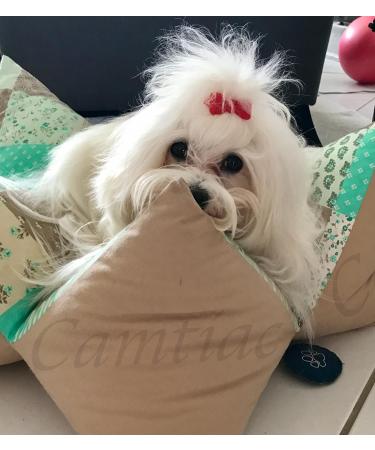 Fuchsia Hair Bow Clips for Dogs | Premium Pet Hair Accessories - International Shipping | Shop Now! - Buy Online on GoSupps.com