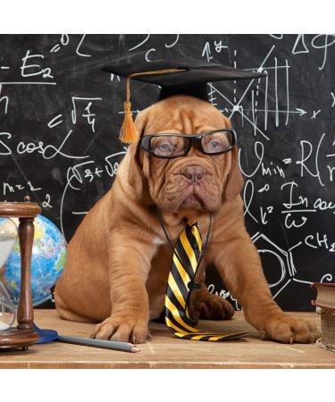 Pet Graduation Caps with Yellow Tassel - Small Dog & Cat Holiday Costume Accessory - Buy Online on GoSupps.com