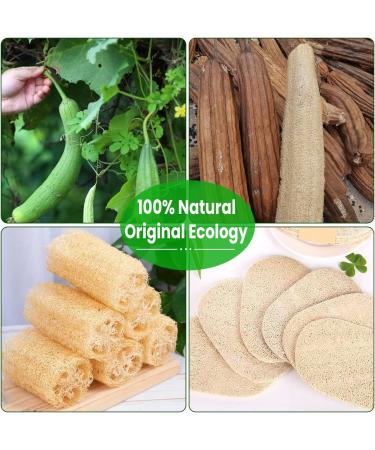 2-Pack Natural Loofah Sponge Body Scrubber for Women and Men - Exfoliating Shower Loofah - Biodegradable Bath Sponge - 5x7 Size - Buy Online on GoSupps.com