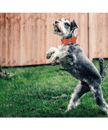 Dogwong Adjustable Dog Collar with Removable Fly - Light Blue & Orange | Comfortable Neck Collar for Small & Medium Dogs | Perfect Gift for Pet Lovers - Buy Online on GoSupps.com