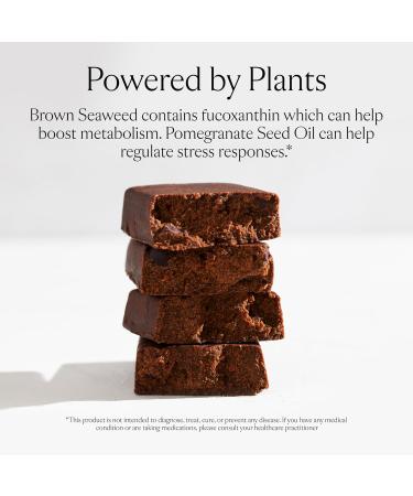Sakara Metabolism Protein Super Bar - Sea-Salt Chocolate 12g Plant-Based Protein Clean Energy Bars for Pre & Post Workout (8 Count) - Buy Internationally - Buy Online on GoSupps.com
