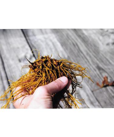 Organic Goldenseal Root Powder - USA Grown & Packaged - 14g (1/2 oz) - Buy Online on GoSupps.com