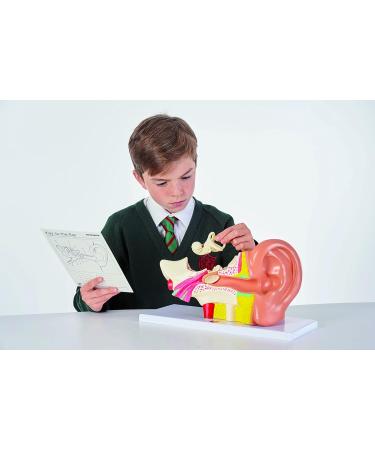 Buy TickiT 03105 Human Ear Model - 4x Life Size Anatomy Model for Education | International Shipping Available - Buy Online on GoSupps.com