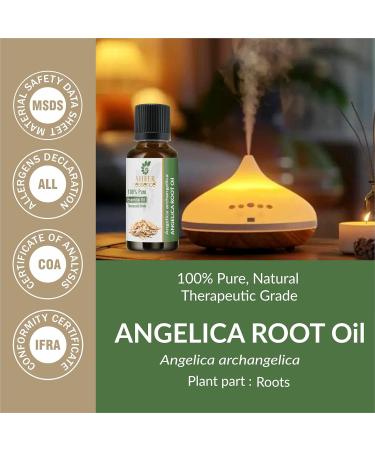 Angelica Root Oil (Angelica Archangelica) Essential Oil 100% Pure Natural Undiluted Uncut Therapeutic Grade Oil 0.16 Fl.OZ 0.17 Fl Oz (Pack of 1) - Buy Online on GoSupps.com