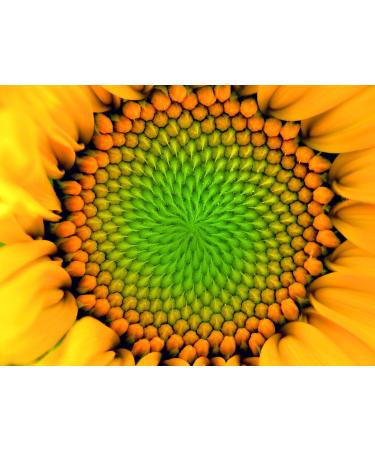 Buy Pure Sunflower Lecithin Powder - Emulsifier E322 1500g from Germany | Premium Quality - Buy Online on GoSupps.com