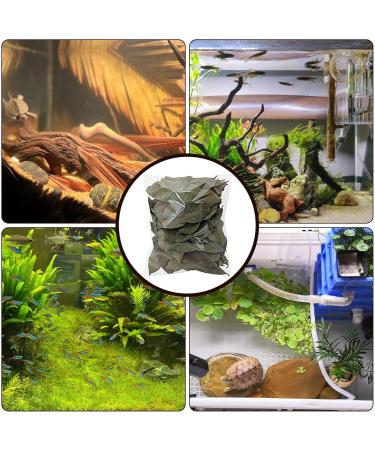 240 Pieces Catappa Leaves - Fish Tank Longan Leaves - Almond Leaves for Betta Fish Tank Water Treatments | Leaves Induce Breeding and Boost Immunity PH Down Aquarium Water Conditioner - Buy Online on GoSupps.com