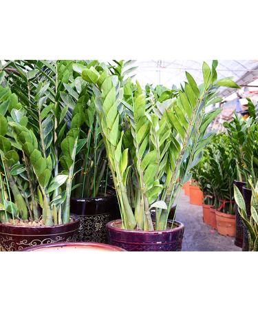 DECORA 18 Gauge Green Floral Stem Wire - 16 inch, 50 Pack - For Artificial Flower Making - Buy Online on GoSupps.com
