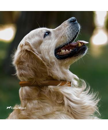 Collardirect Handmade Round Leather Dog Collar - Soft Padded Real Leather Adjustable for Small to Big Dogs & Cats - Available in Black Pink Red Purple Blue Brown (35-40 cm) - Buy Online on GoSupps.com