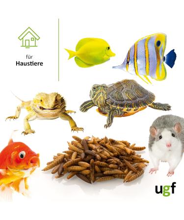 UGF Soldier Fly Larvae (500g) - Superior to Dried Mealworms - 85x Calcium - Ideal Treats for Birds Turtles Rodents & More - Buy Online on GoSupps.com
