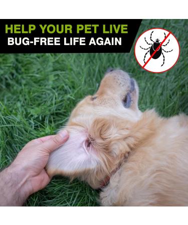 Or. Tick Remover Tool 3 Pcs Dog Tick Remover Tools for Dogs Cats Horses Rabbits Guinea Pigs and Humans Painless Cat Tick Removal Tool with Flea Comb (Green Tick Green) Green Tick Green - Buy Online on GoSupps.com