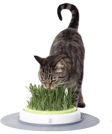 Catit Senses Grass Garden - 1.63 lbs | Natural Cat Grass for Indoor Cats - Buy Online on GoSupps.com