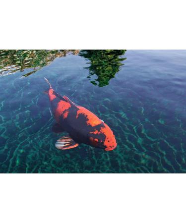 SERA Koi Color Nature Medium 1 Ltr - Natural Spirulina Feed for Colorful Koi (12-25 cm) - No Colors or Preservatives - Buy Online on GoSupps.com
