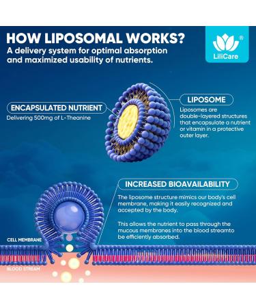 L Theanine Calm Gummies 500mg Sugar-Free Liposomal L-Theanine Supplement w/Safforn Magnesium Glycinate GABA Ashwagandha Algae Omega-3 Vitamin D3 B12 for Brain Calm Relax Mood Zzz 120Cts 60 Count (Pack of 2) - Buy Online on GoSupps.com