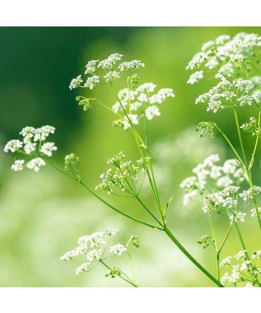 herbes en pices DHERBES AND EPICES Green anise 200g Bulk Organic Herbal Tea and Infusion Certified organic - Buy Online on GoSupps.com