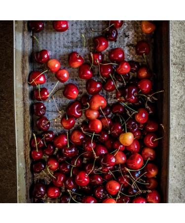 YANY Skin Vampire Exfoliating Peel - Anti-Aging Hydrating & Refining Formula for Youthful Skin | International Shipping - Buy Online on GoSupps.com