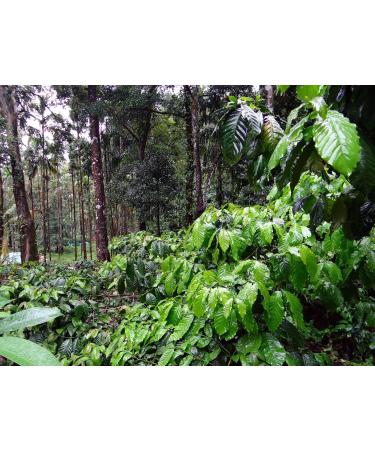 Chicco di Caff Trio 3kg Trial Package - Bio Espresso Urubamba Bio Espresso Sumatera & Espresso Horizonte - Whole Bean Coffee Savings - Buy Online on GoSupps.com