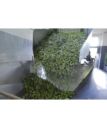 Gnavolini Raccolta Sapore Extra Virgin Italian Olive Oil | 750ml Bottle | Cold Extracted Evo Cooking Oil (500ml) - Buy Online on GoSupps.com