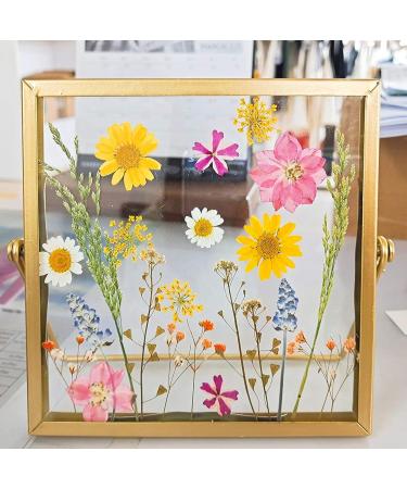 72 PCS Real Dried White Daisy Pressed Flowers for Resin Mold Craft Jewelry Making - Buy Online on GoSupps.com