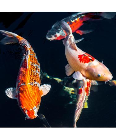 AlltechCoppens Premium Koi Food 5kg - 6.0mm Floating Fish Food for Healthy Koi & Pond Care - Buy Online on GoSupps.com