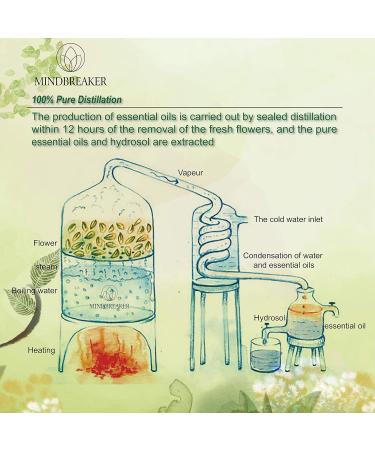 Premium Essential Oils Gift Set - 100% Pure Aromatherapy - 6 Natural 10ml Bottles: Violet Lily Neroli Tulip Bergamot Ylang Ylang - Buy Online on GoSupps.com