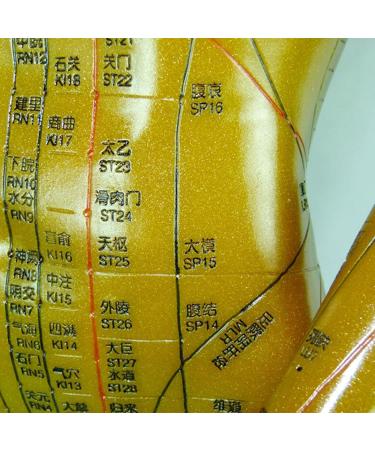 Professional Acupuncture Male Model - Human Body Meridian Model Bodybuilding Type Human Acupoint Model with Meridian Points - 100CM/39.37 Inch - Buy Online on GoSupps.com