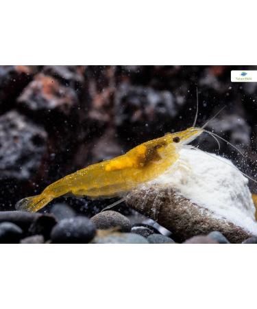 NatureHolic - MineralPudding Shrimp Food I Mineral Food for Invertebrates I Popular Pudding Consistency I Gentle Made I Made in Germany I 50ml - Buy Online on GoSupps.com