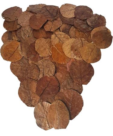 Garnelen4you Sea Almond Leaves - 100 Premium 6-9 cm for Shrimp Fish Crabs Snails | Climate-Neutral Packaging | Long-Term Feed & Water Treatment - Buy Online on GoSupps.com