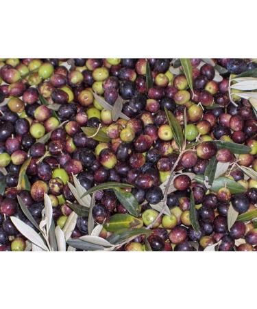  Gnavolini Raccolta Sapore Gnavolini Raccolta Sapore Blue Line Cold Extra Virgin Olive Oil | 5 Litre Tin | The most versatile olive oil for cooking... - Buy Online on GoSupps.com