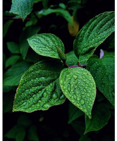 L-Carnitine Tartrate Dietary Supplements - 360 Vegan Tablets 900mg - No Magnesium Stearate - Made in Germany | International Shipping - Buy Online on GoSupps.com