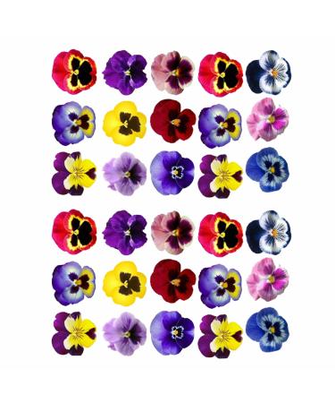 30 x Pre-Cut Edible Pansy Flower Cake Toppers - Wafer Rice Paper Vibrant Colors Perfect for Stunning Cake Decorations. Pansy flower cake decorations and cupcake toppers. 30pc pansies on a sheet. - Buy Online on GoSupps.com