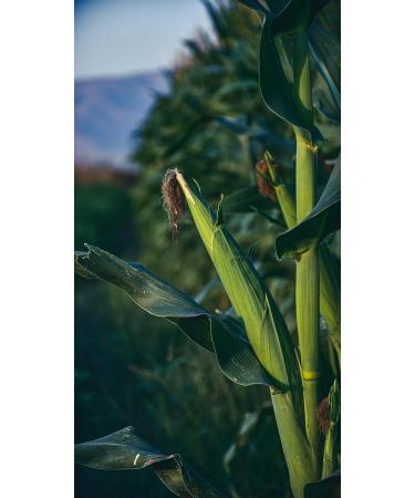 Buy Kamelur Organic Corn Semolina Polenta (500g) - Creamy Organic Polenta for International Shipping - Buy Online on GoSupps.com