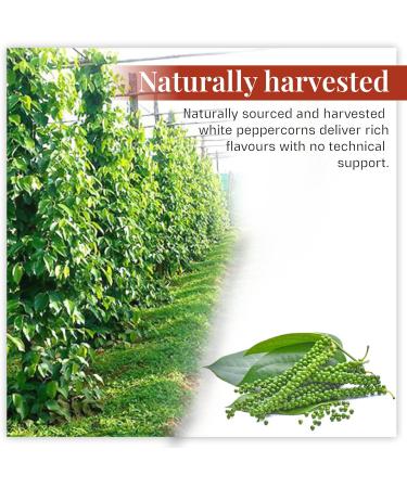 Fire Mountain White Penja Pepper 100g - 100% Natural Peppercorn Berries from Cameroon's Penja Valley - Buy Online on GoSupps.com