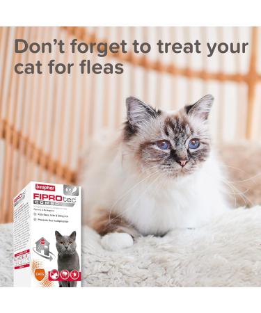 Beaphar WORMclear Spot-On for Cats | Kills Tapeworms | Vet Strength | Easy To Use | 2 Pipettes - Buy Online on GoSupps.com
