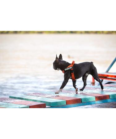 Julius-K9 Belt Harness M/0 - Stylish Orange-Grey Color for Ultimate Pet Comfort | International Shipping Available - Buy Online on GoSupps.com