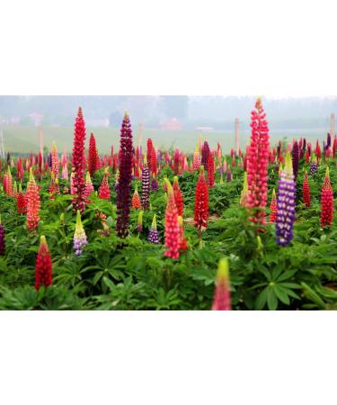Sowing the Right Seeds - 2000 Russell Lupine Seeds for Planting - Heirloom Non-GMO Seeds Wonderful Gardening