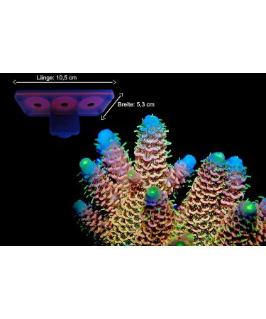 Aqualuri Coral Holder with Magnet | Coral Rack for Aquariums | Fluorescent Coral Offshoot Board | International Shipping Available - Buy Online on GoSupps.com