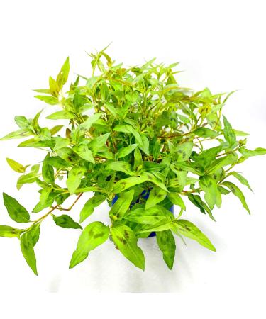 Vietnam coriander plant POLYGONUM ODORATUM herb plant 4pcs.