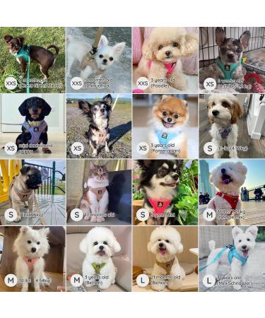 Bella & Pal Dog Harness for Small Dogs - Step-in Air Mesh Leash & Reflective Breathable Breastwear - Ideal for Puppies & Cats - Size S (35-40cm) - Stylish Red - Buy Online on GoSupps.com